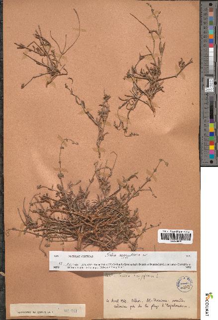 spécimen de Salvia aegyptiaca