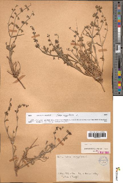 spécimen de Salvia aegyptiaca
