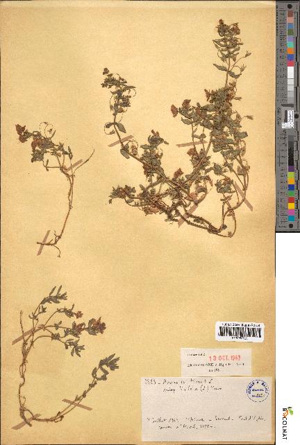 spécimen de Anagallis monelli