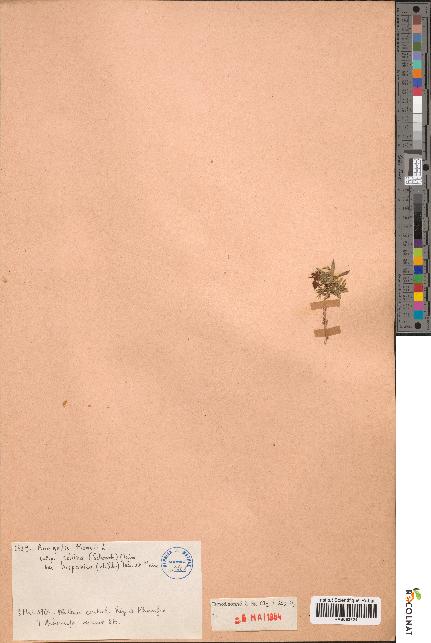 spécimen de Anagallis monelli