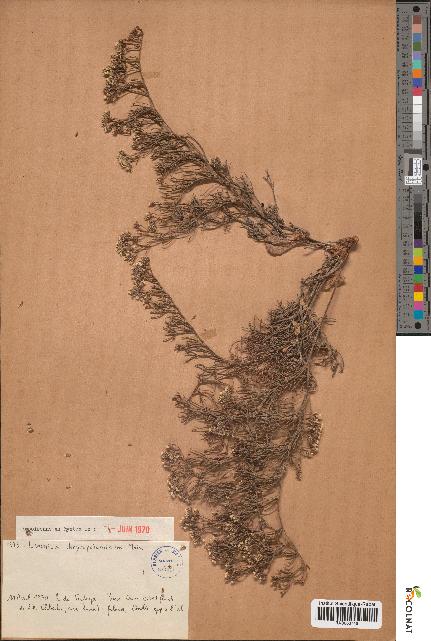 spécimen de Limonium chrysopotamicum