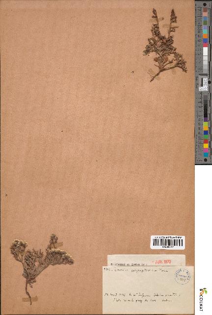 spécimen de Limonium chrysopotamicum