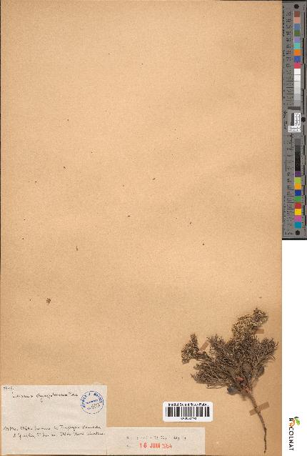 spécimen de Limonium chrysopotamicum