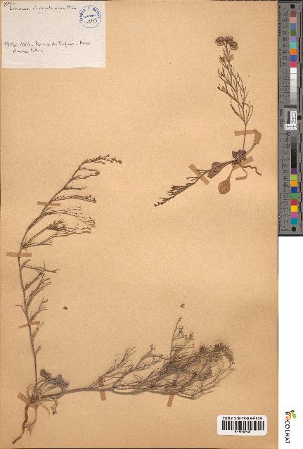 spécimen de Limonium chrysopotamicum