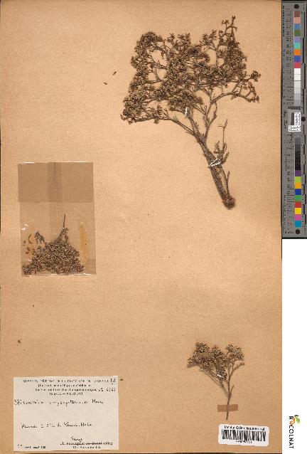 spécimen de Limonium chrysopotamicum