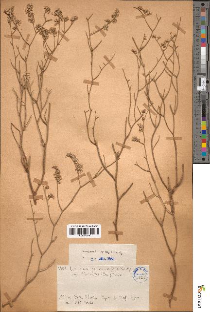 spécimen de Limonium pruinosum