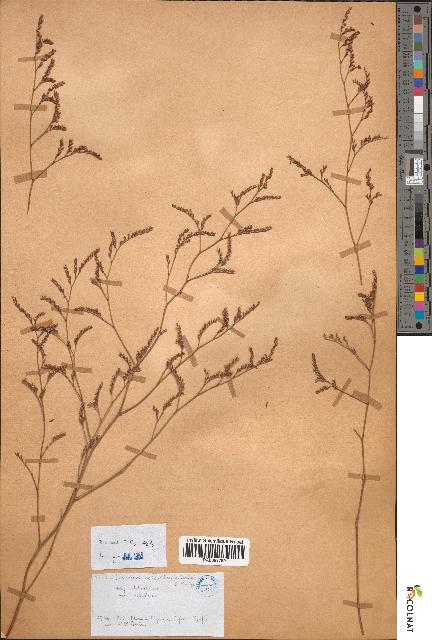 spécimen de Limonium delicatulum