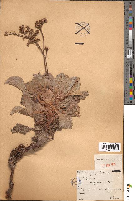 spécimen de Limonium gummiferum