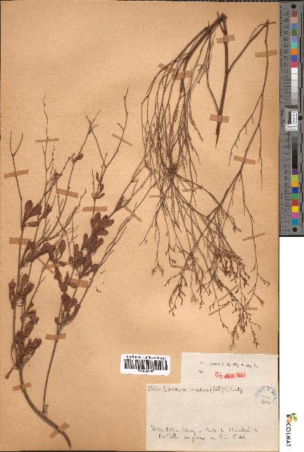 spécimen de Limonium ornatum