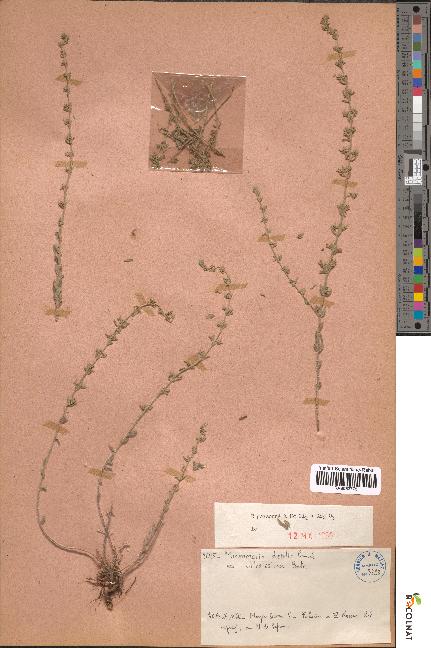 spécimen de Micromeria debilis