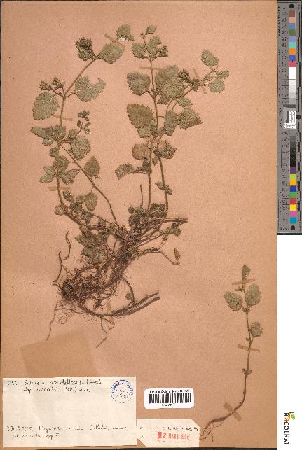spécimen de Satureja grandiflora
