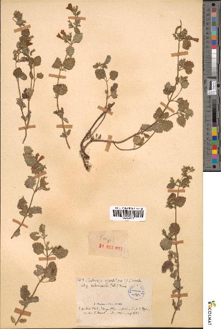 spécimen de Satureja grandiflora