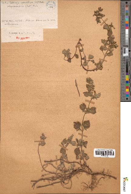 spécimen de Satureja grandiflora