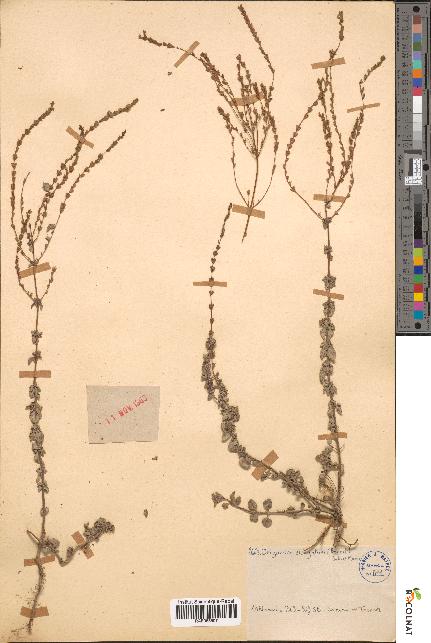 spécimen de Origanum elongatum
