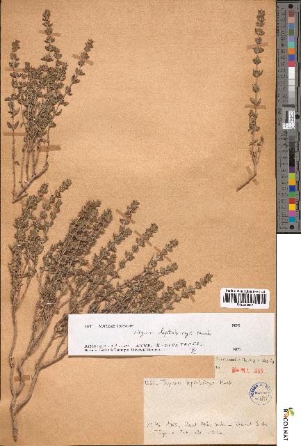 spécimen de Thymus leptobotrys