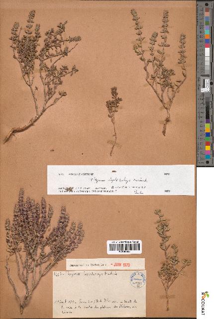 spécimen de Thymus leptobotrys