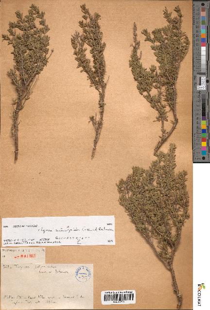 spécimen de Thymus saturejoides