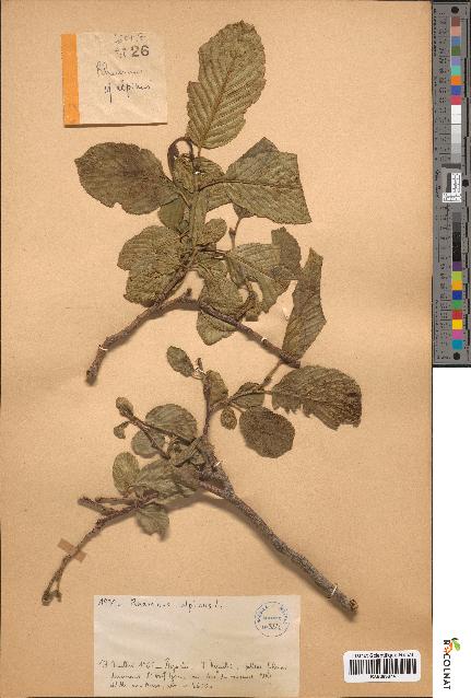 spécimen de Rhamnus alpina