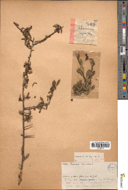 spécimen de Rhamnus lycioides