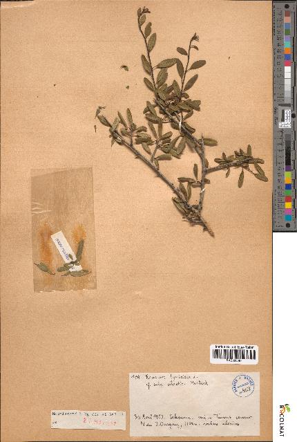 spécimen de Rhamnus lycioides