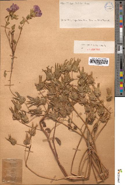 spécimen de Malope trifida