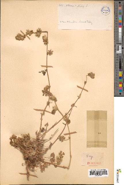spécimen de Althaea ludwigii