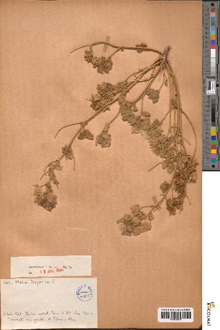 spécimen de Malva hispanica