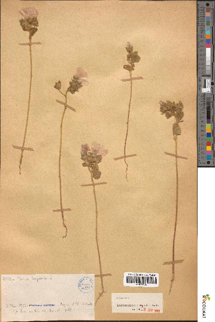spécimen de Malva hispanica