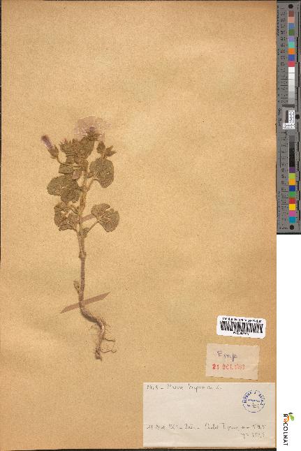 spécimen de Malva hispanica