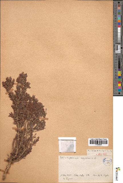 spécimen de Hypericum aegypticum