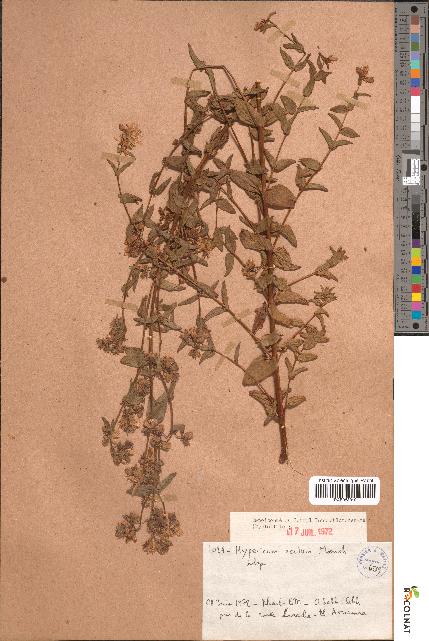 spécimen de Hypericum acutum