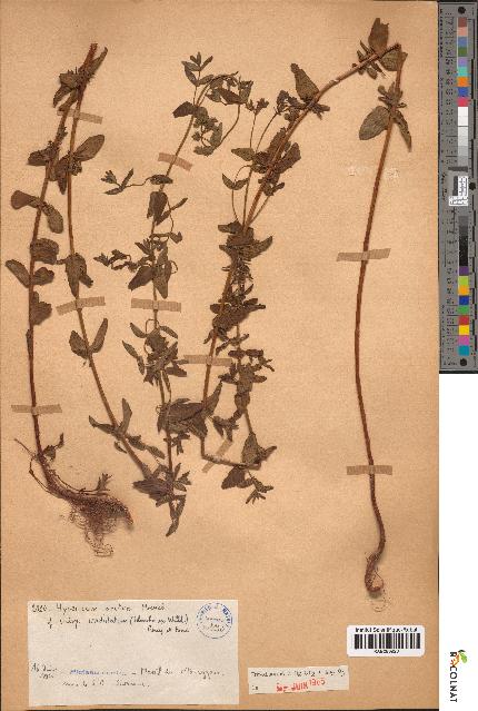 spécimen de Hypericum acutum