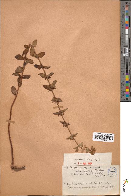 spécimen de Hypericum acutum