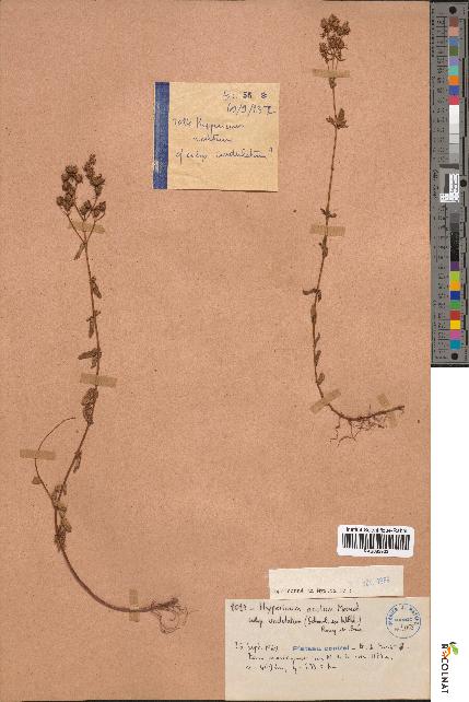 spécimen de Hypericum acutum