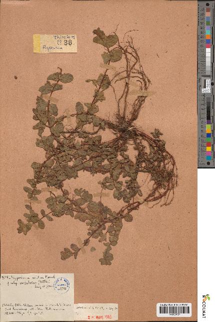 spécimen de Hypericum acutum