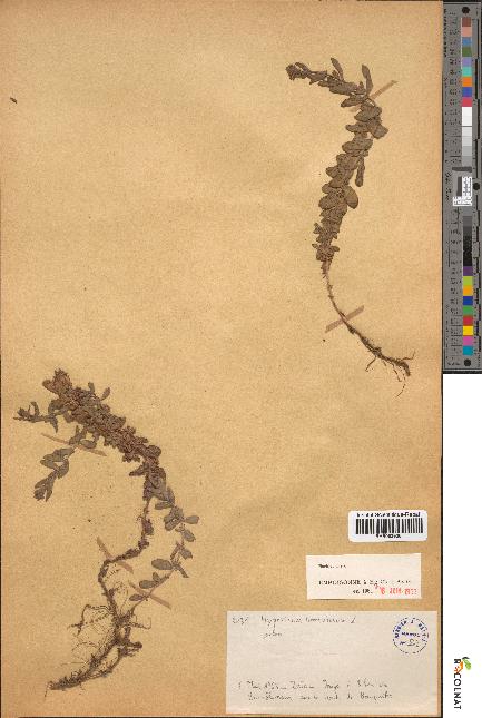 spécimen de Hypericum tomentosum