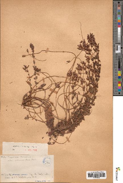 spécimen de Hypericum tomentosum