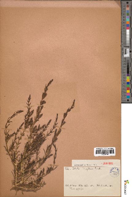 spécimen de Salsola longifolia