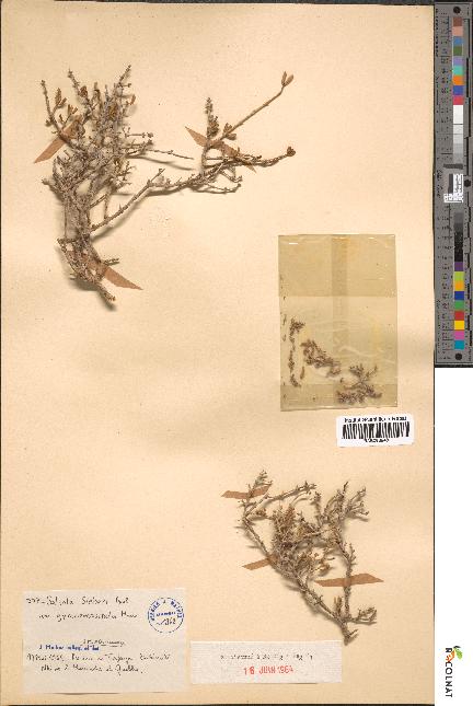 spécimen de Salsola sieberi