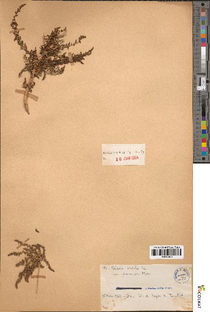spécimen de Salsola foetida