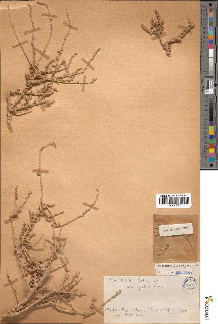 spécimen de Salsola foetida