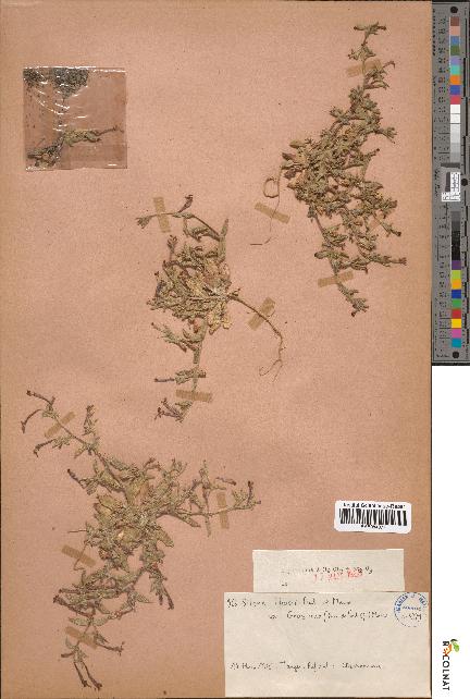 spécimen de Silene ibosii