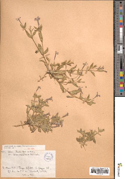 spécimen de Silene ibosii