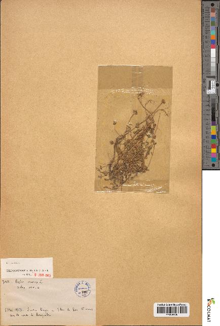 spécimen de Bellis annua