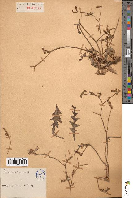 spécimen de Launaea nudicaulis