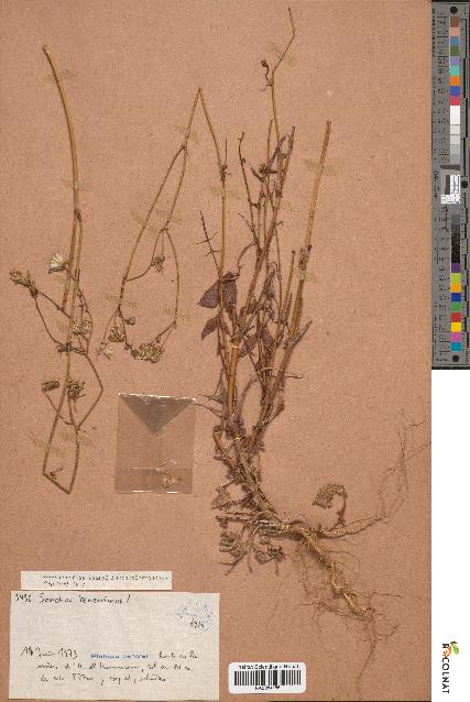 spécimen de Sonchus tenerrimus