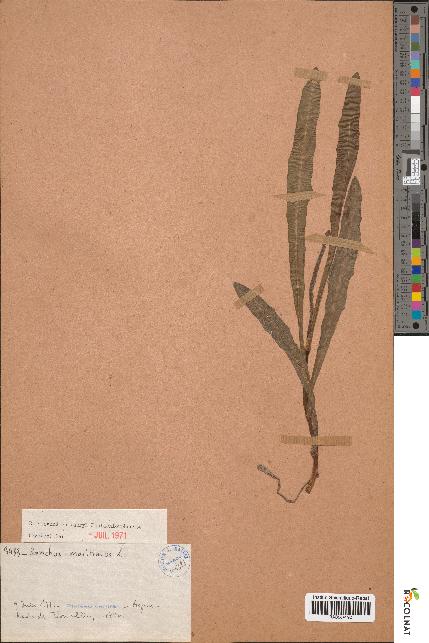 spécimen de Sonchus maritimus