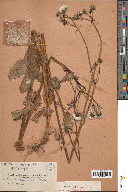 spécimen de Sonchus asper