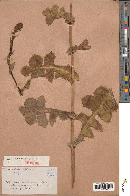 spécimen de Lactuca virosa
