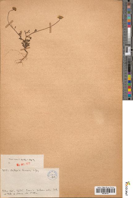 spécimen de Anthemis boveana